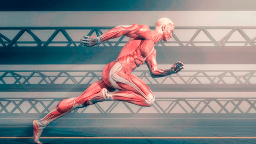 Biomecânica e cinesiologia aplicadas ao movimento humano